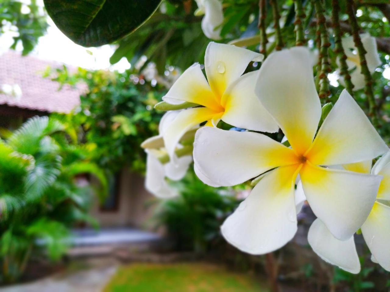 Angga Guest House Pemuteran Buitenkant foto
